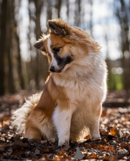 Photo №1. chien de berger islandais - à vendre en ville de Aizlingen | 500€ | Annonce №157830