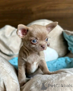 Photo №2 de l'annonce № 165374 de la vente chihuahua - acheter à Allemagne annonce privée, de l'abri
