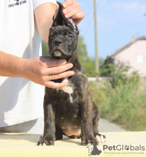 Photo №2 de l'annonce № 71633 de la vente cane corso - acheter à Serbie éleveur