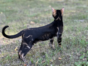 Photos supplémentaires: Savannah F2 garçon