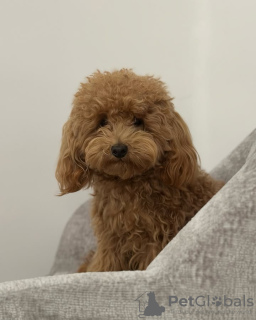 Photo №3. Jouet de caniche formé des toilettes. Espagne