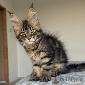 Photo №3. Bébés Maine Coon moelleux, tempérament doux et look de qualité spectacle. Suède