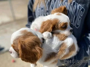 Photo №3. Cavalier-King-Charles-Welpen pour l'adoption ! Nous sommes freuen uns, j'ai nos. Allemagne