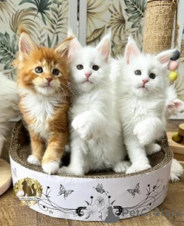 Photo №1. maine coon - à vendre en ville de Belgrade | négocié | Annonce № 169808
