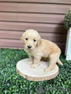 Photo №4. Je vais vendre golden retriever en ville de Kreivilä. annonce privée - prix - Gratuit