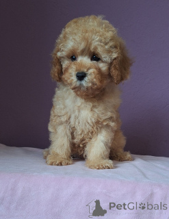 Photo №2 de l'annonce № 156648 de la vente caniche (jouet) - acheter à Biélorussie 