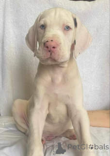 Photo №4. Je vais vendre dogue allemand en ville de Zrenjanin. éleveur - prix - négocié