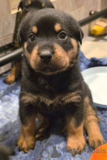 Photo №1. rottweiler - à vendre en ville de Voleur | négocié | Annonce №167000