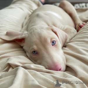 Photo №2 de l'annonce № 144454 de la vente dobermann - acheter à Allemagne annonce privée