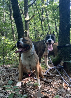 Photo №4. Je vais vendre american mastiff en ville de Biélorussie. annonce privée - prix - 200€