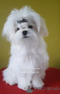 Photo №3. Chiots maltais sans chien.. Ukraine