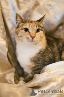 Photos supplémentaires: Chat ensoleillé Mixi. Jusqu'à trois kilos de positivité.