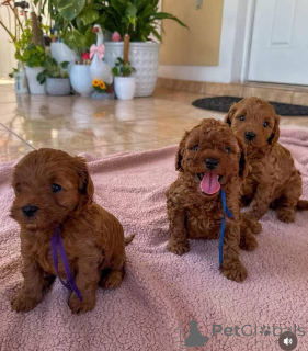 Photo №1. chien bâtard - à vendre en ville de Schwerte | négocié | Annonce №164341