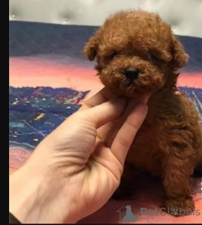 Photo №1.  - à vendre en ville de Bristol | Gratuit | Annonce №163247