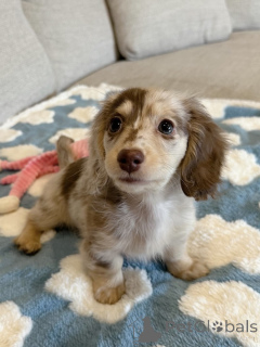 Photo №1. teckel - à vendre en ville de Hannover | négocié | Annonce №163657