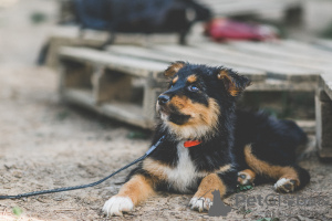 Photos supplémentaires: Je vais donner le chiot, fille