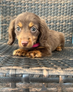 Photo №3. * Puppies de teckel en USA