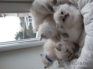 Photo №1. ragdoll - à vendre en ville de Courcelles | Gratuit | Annonce № 163578
