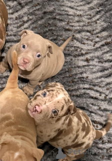 Photo №1. bouledogue américain - à vendre en ville de Freysing | 350€ | Annonce №154215