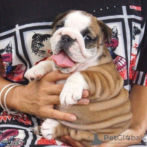 Photo №1. bulldog anglais - à vendre en ville de Bucharest | négocié | Annonce №94674