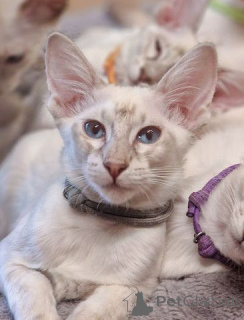 Photo №1. balinais - à vendre en ville de New york | 584€ | Annonce № 140166