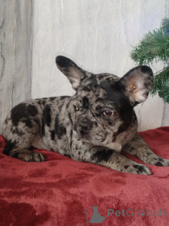 Photo №1. bouledogue - à vendre en ville de Brest | négocié | Annonce №163105