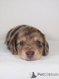 Photo №1. teckel - à vendre en ville de Þorlákshöfn | négocié | Annonce №159638