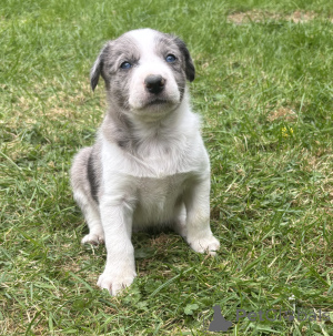 Photo №2 de l'annonce № 168899 de la vente border collie - acheter à La finlande annonce privée