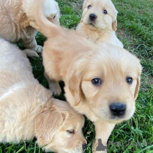 Photo №3. Golden retriever adorable et socialisé en bonne santé. Allemagne