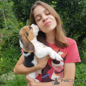 Photo №3. Chiots beagles. Allemagne