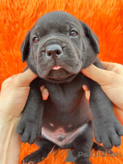 Photo №1. cane corso - à vendre en ville de Aalborg | 1€ | Annonce №173397
