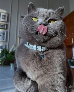 Photo №3. Paisible, aimante et infiniment élégante, Misty est le calme dans votre monde. Allemagne