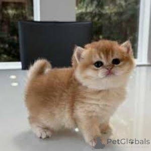 Photo №2 de l'annonce № 173794 de la vente british shorthair - acheter à La Grande-Bretagne annonce privée, éleveur