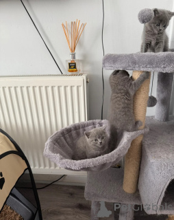 Photo №2 de l'annonce № 167182 de la vente british shorthair - acheter à Liechtenstein annonce privée