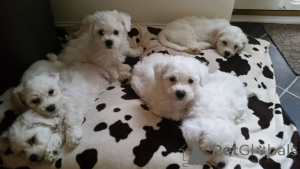 Photo №3. Bichon frisé. Danemark