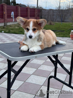 Photos supplémentaires: chiot corgi gallois pembroke