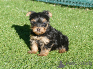 Photo №3. Chiot Yorkshire disponible. Belgique