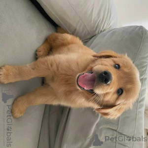 Photo №1. labrador retriever - à vendre en ville de Munich | négocié | Annonce №156079