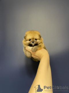 Photo №3. chiots poméraniens. Fédération de Russie