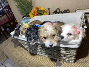 Photo №1. maltipu - à vendre en ville de Friedberg (Hessen) | 900€ | Annonce №150138