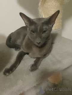 Photo №1. oriental shorthair - à vendre en ville de Herzogtum lauenburg | 350€ | Annonce № 149164