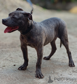 Photo №3. Pitbull bluenose mâle à vendre. Serbie