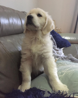 Photo №1. golden retriever - à vendre en ville de Sofia | 350€ | Annonce №124090