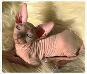 Photo №2 de l'annonce № 171566 de la vente sphynx - acheter à La finlande annonce privée, éleveur