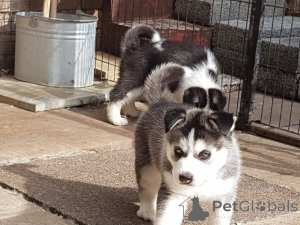Photo №1. husky de sibérie - à vendre en ville de Amsterdam | Gratuit | Annonce №159201