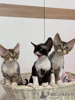 Photo №1. devon rex - à vendre en ville de Cendre | négocié | Annonce № 167239
