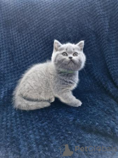 Photos supplémentaires: Chatons British Shorthair de race