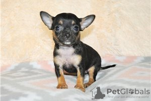 Photos supplémentaires: Adorables chiots Chihuahua en adoption gratuite