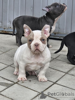 Photo №3. Micro poche American Bully. Serbie