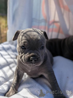 Photo №2 de l'annonce № 170571 de la vente bulldog anglais - acheter à Puerto Rico éleveur